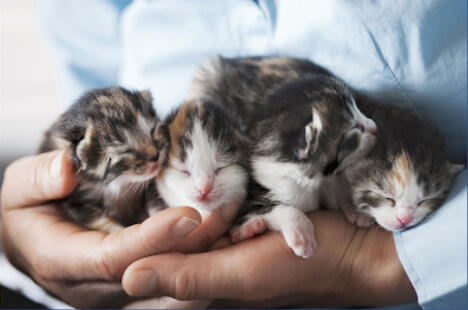 Become A Foster