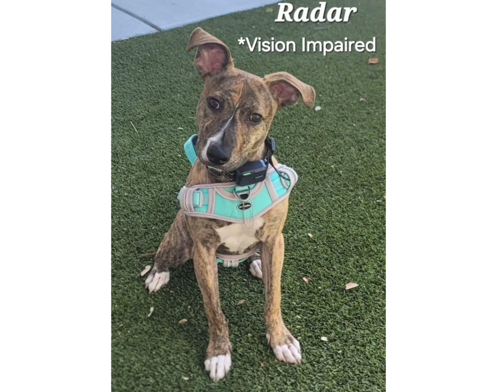Radar