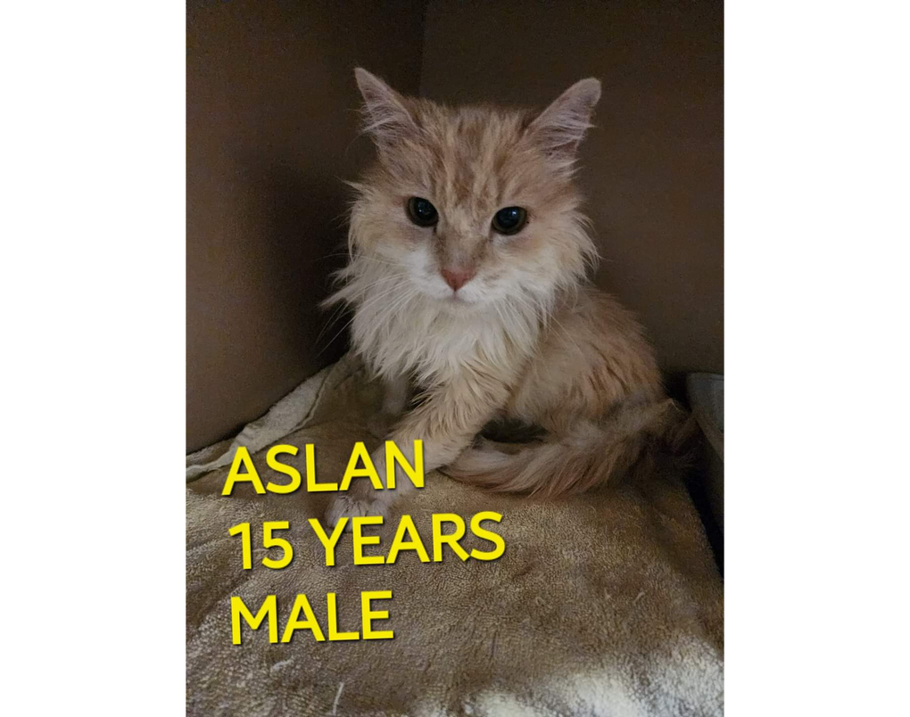 Aslan
