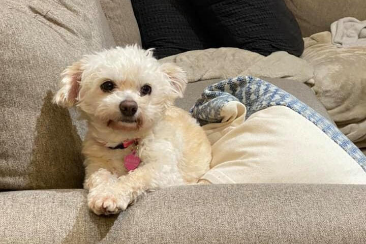 Special Needs Animals