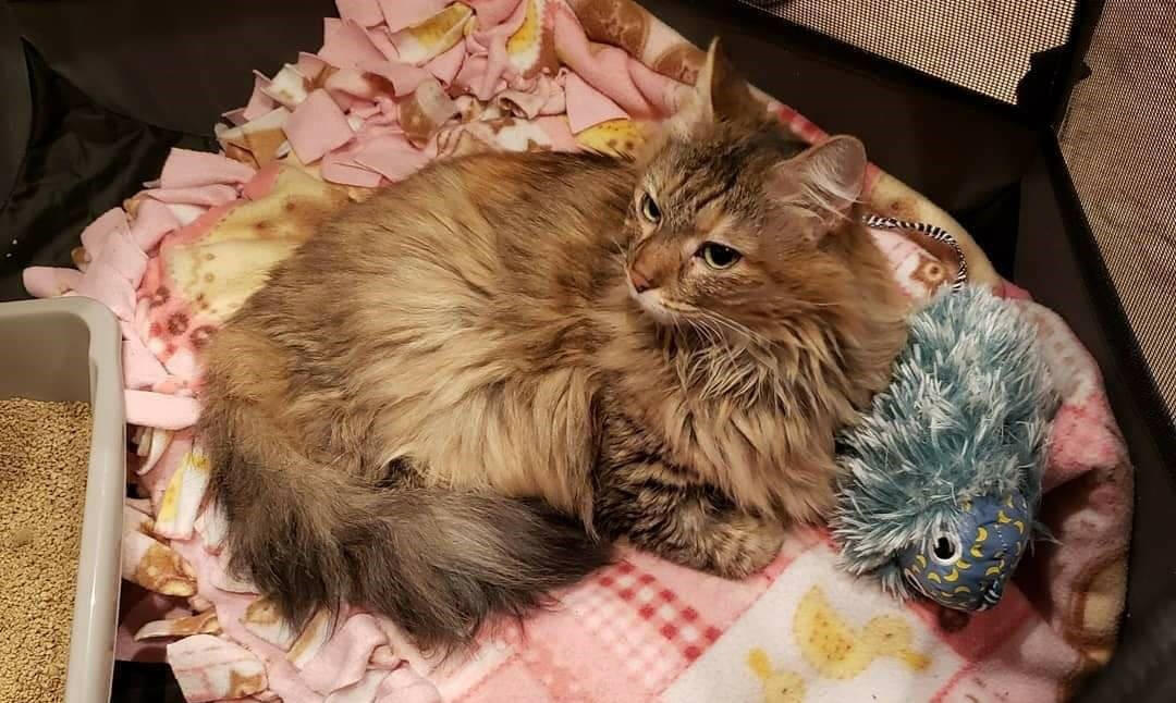 Adult Cat Program