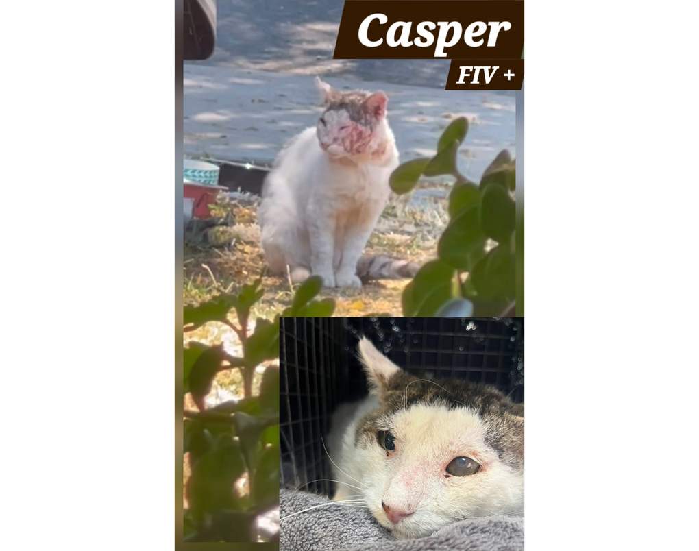 Casper