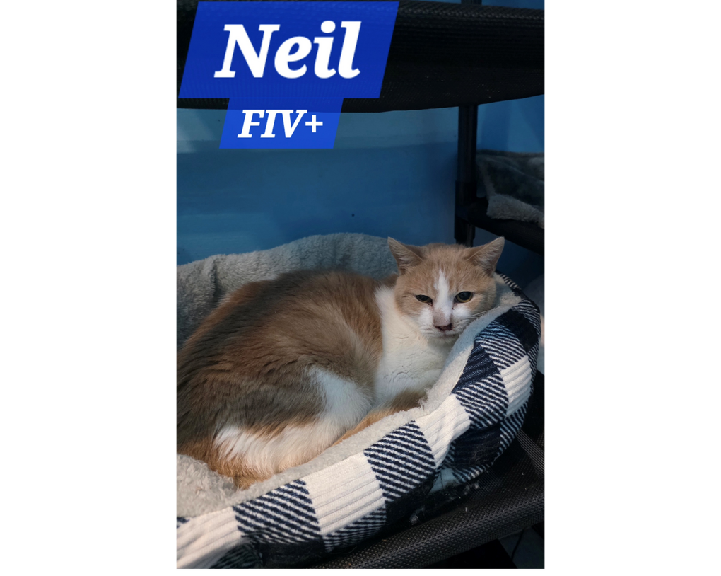 Neil