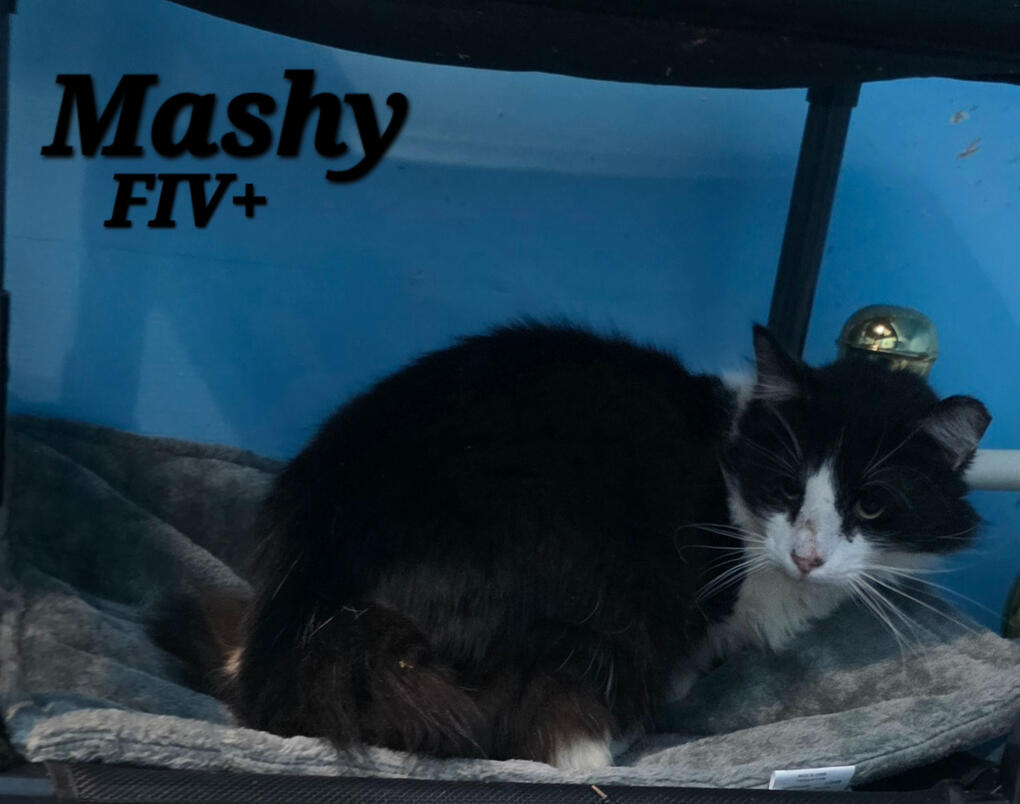 Mashy