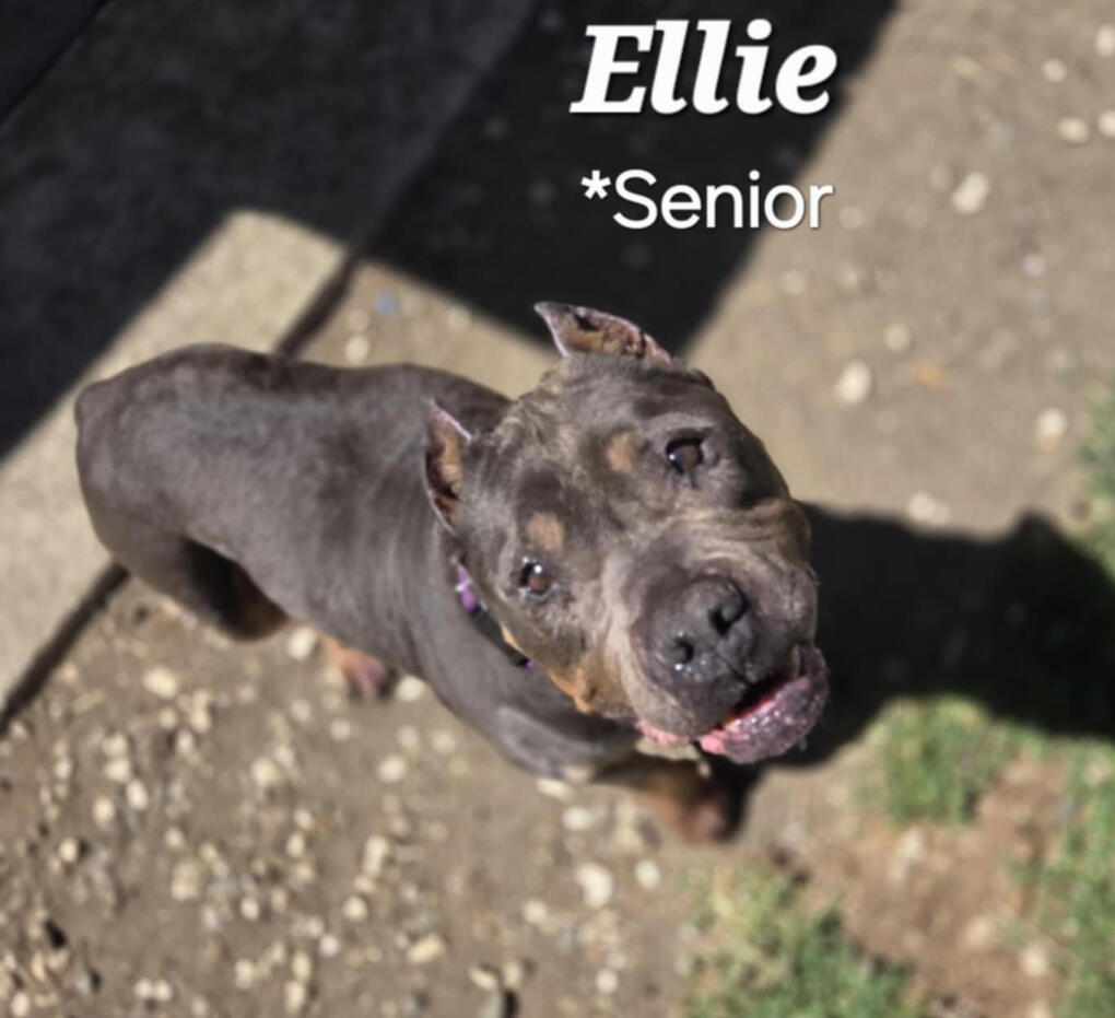 Ellie
