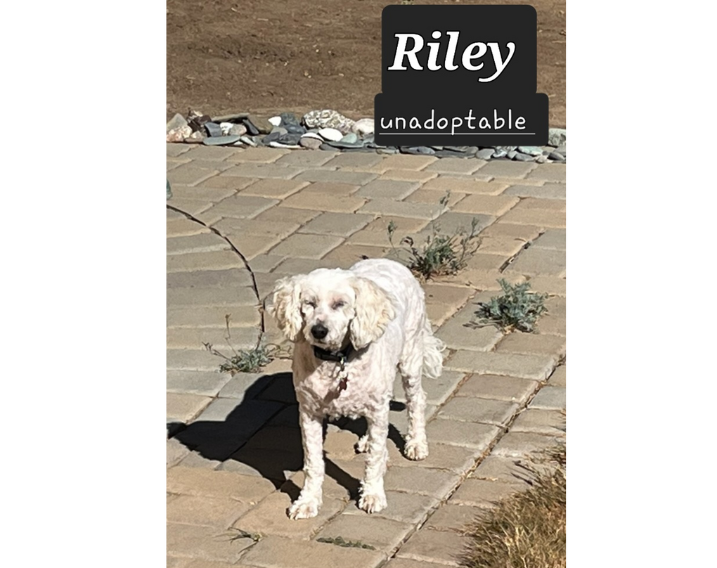 Riley