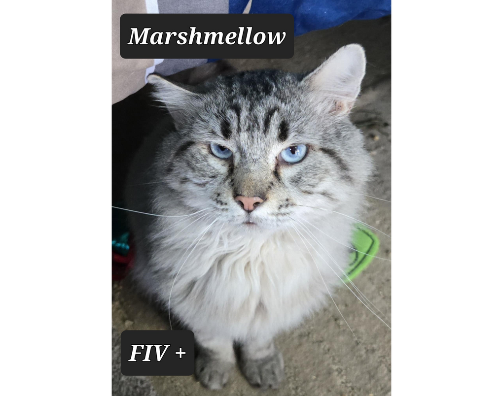 Marshmello