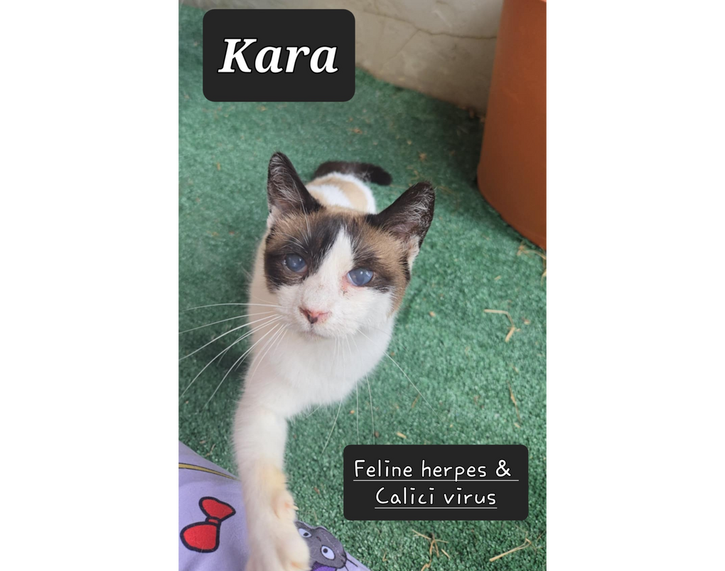 Kara