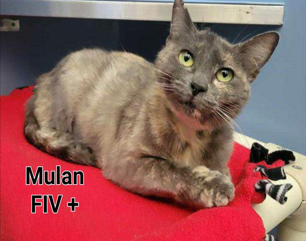 Mullan