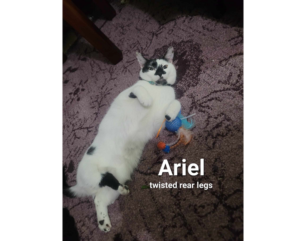 Ariel