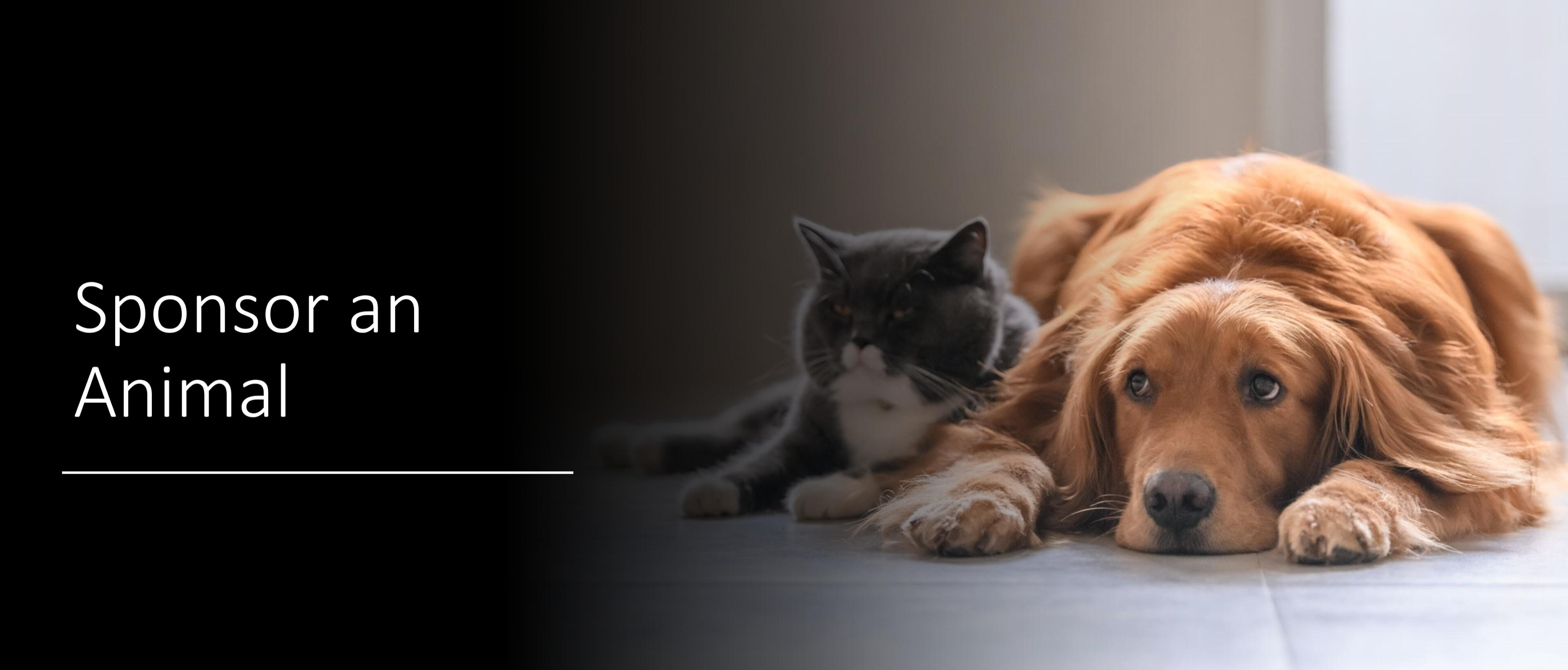 Sponsor An Animal