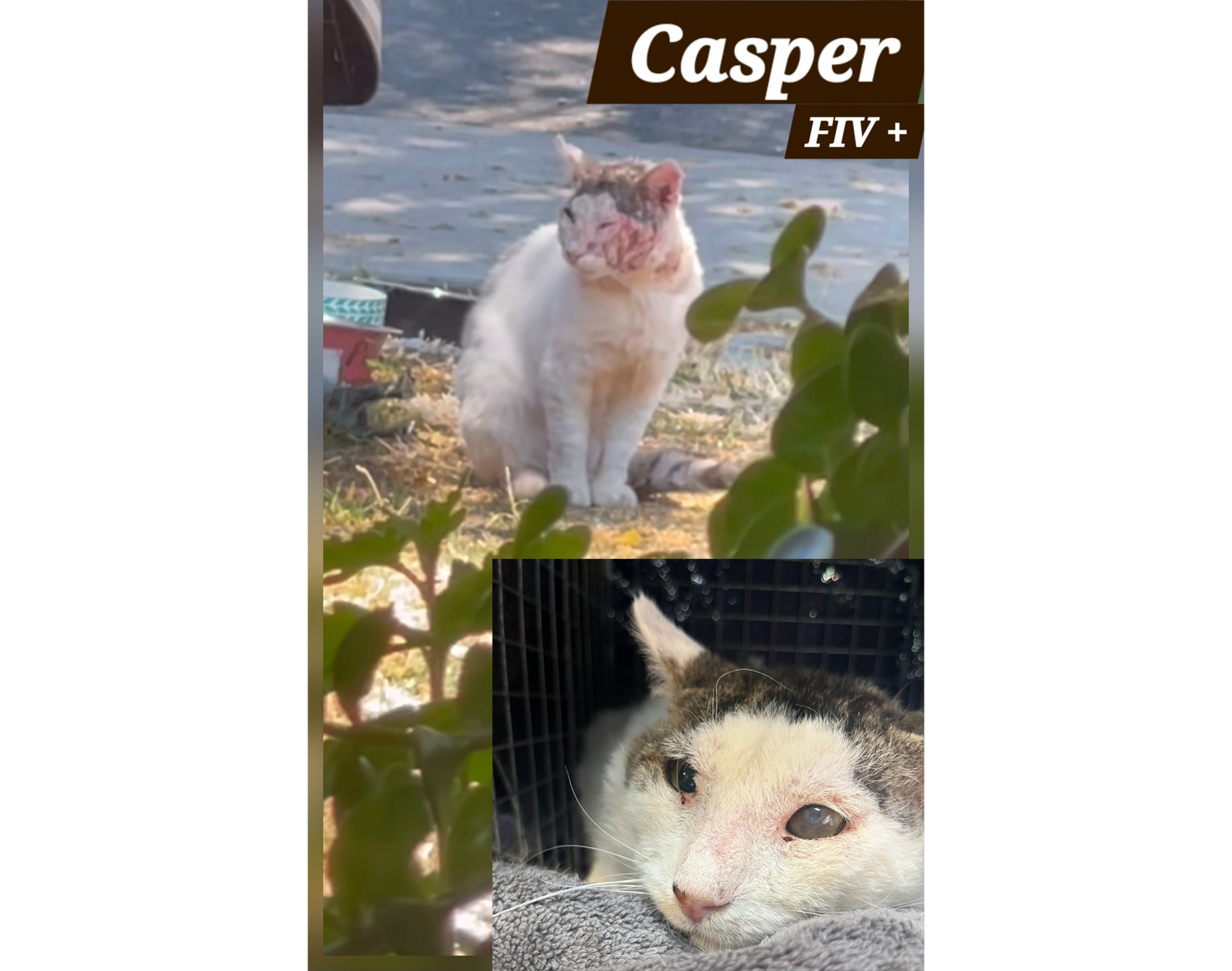 Casper