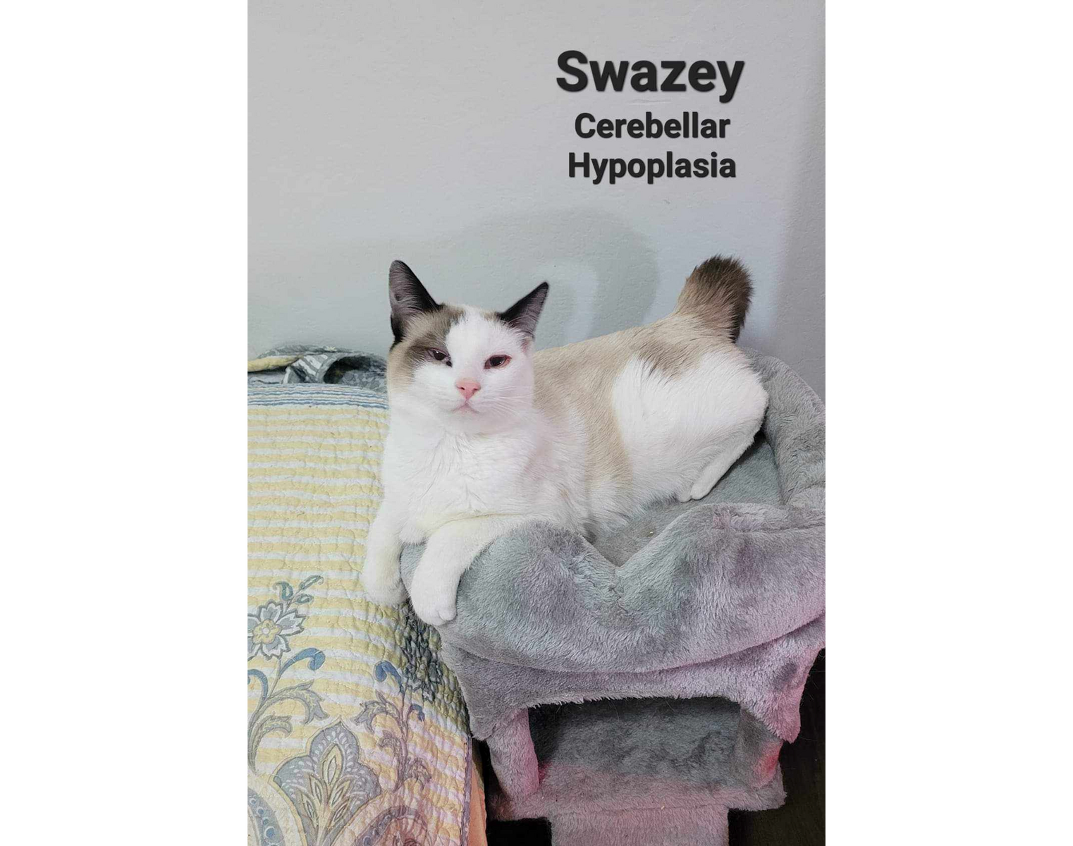 Swazay