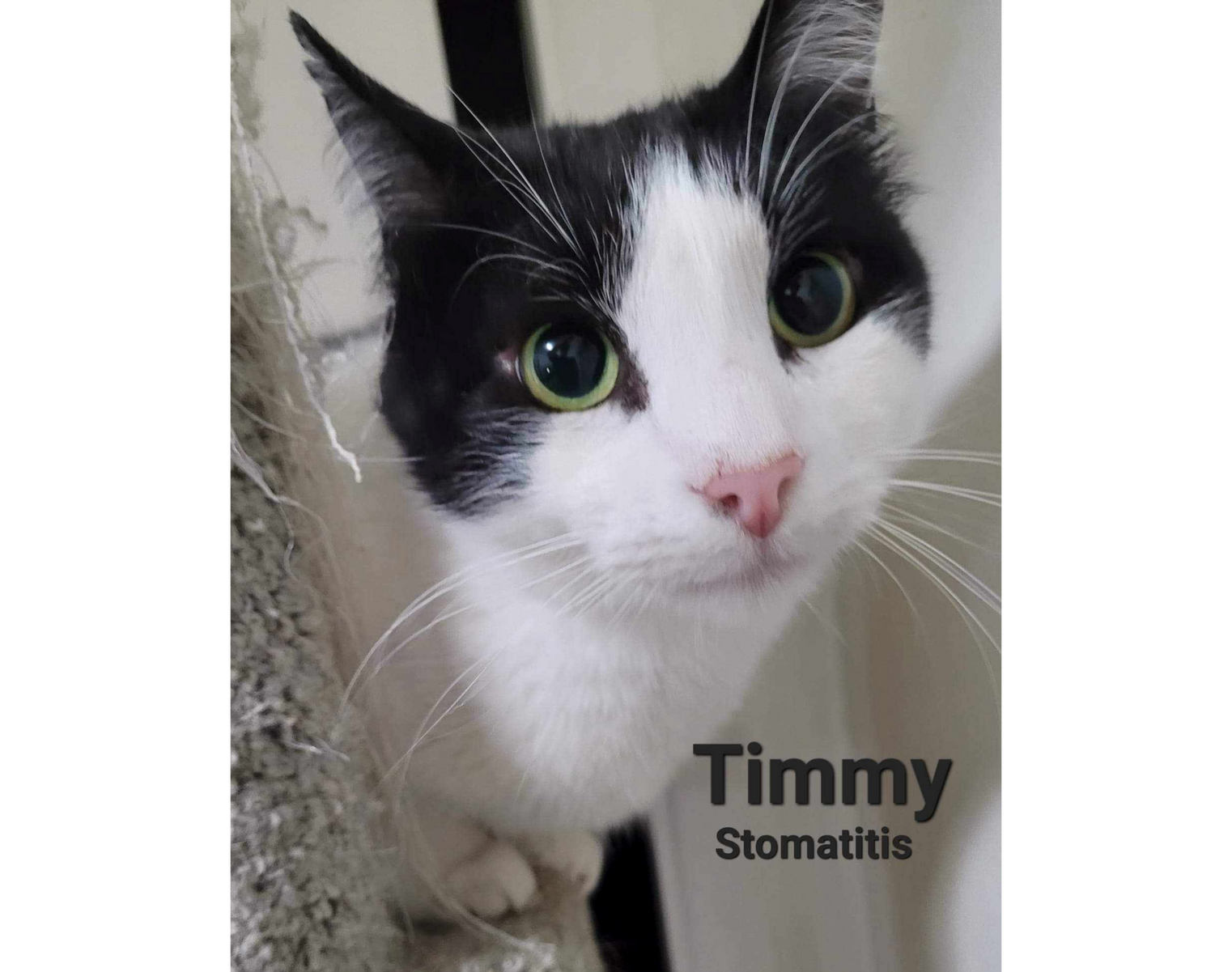 Timmy