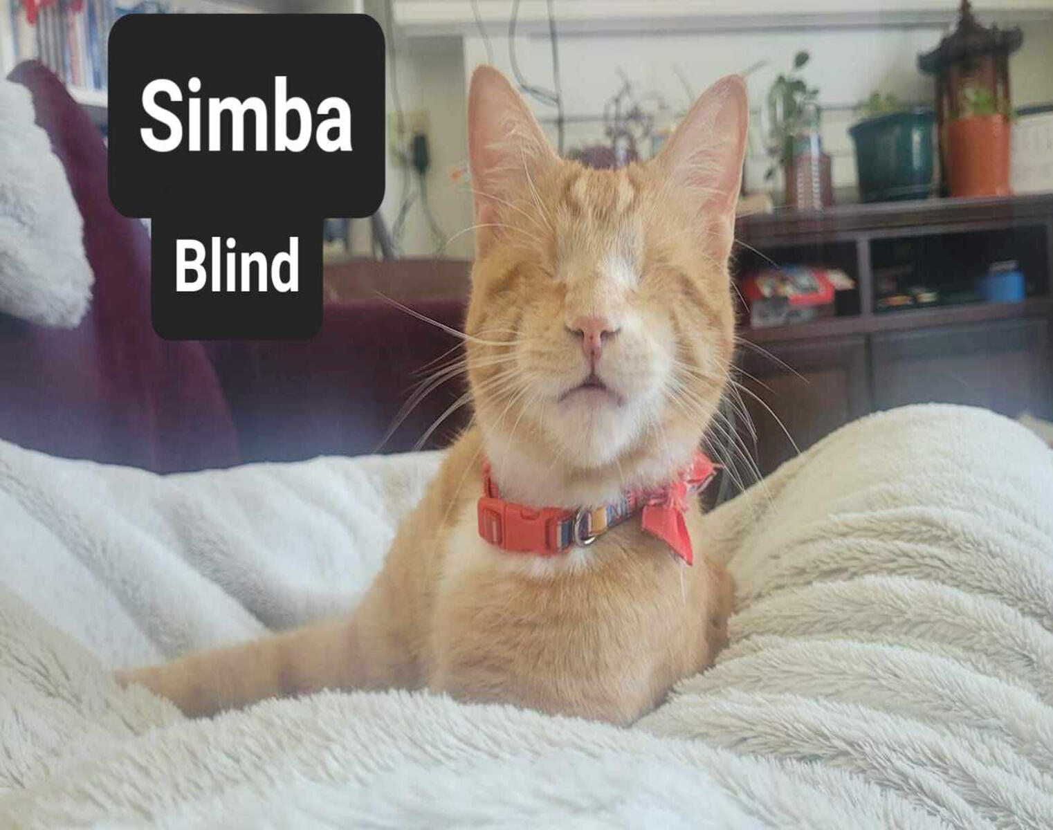 Simba