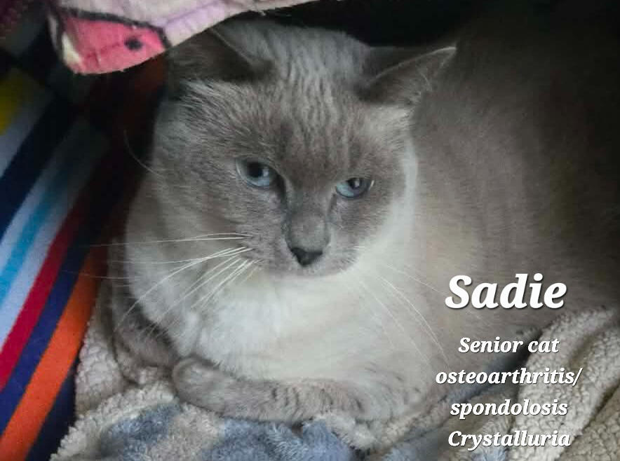 SADIE SADIE