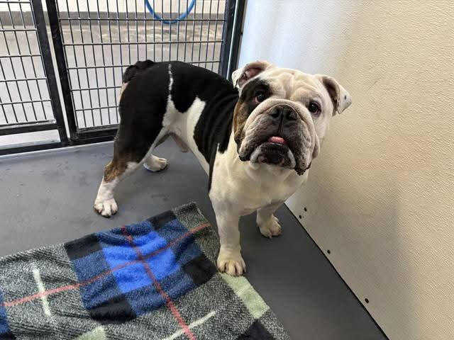 Stella